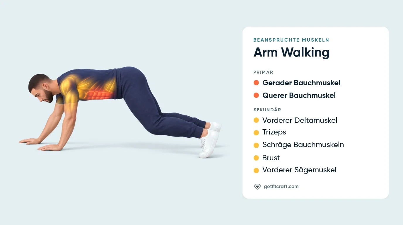 Arm Walking Muskeln: gerader und querer Bauchmuskel, vorderer Deltamuskel, Trizeps, schräge Bauchmuskeln, Brust, Sägemuskel