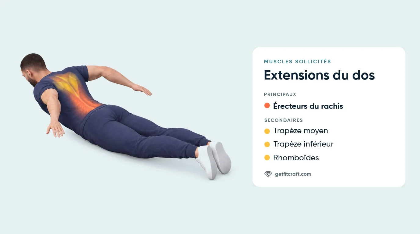 Extension du dos, muscles travaillés : érecteurs du rachis le long de la colonne, avec trapèze moyen, inférieur et rhomboïdes