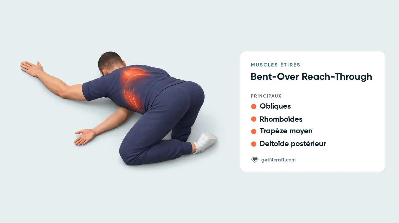 Muscles étirés par le bent-over reach-through : obliques, rhomboïdes, trapèze moyen et deltoïde postérieur, vue de dos