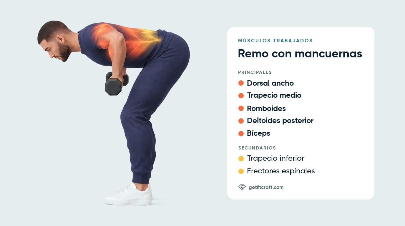 Remo inclinado: dorsal ancho, trapecio medio, romboides, deltoides posterior, bíceps; trapecio inferior, erectores espinales