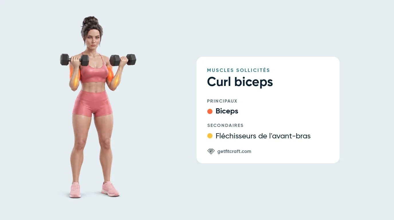 Curl biceps, muscles travaillés : biceps en évidence, fléchisseurs de l'avant-bras en renfort, haltères en haut, vue de face