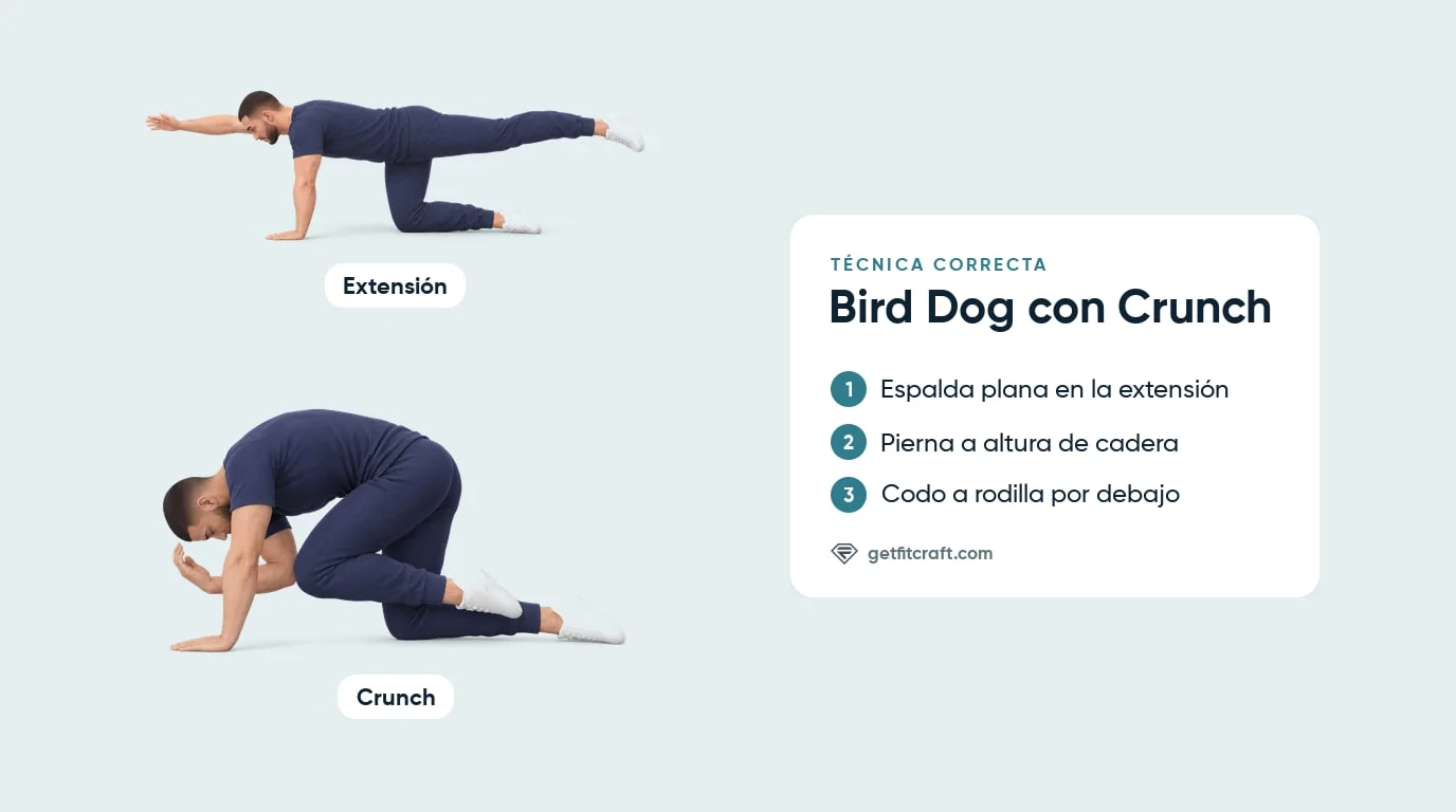 Bird dog con crunch, técnica correcta en dos fases: extensión con espalda plana y pierna a la cadera, luego codo a rodilla