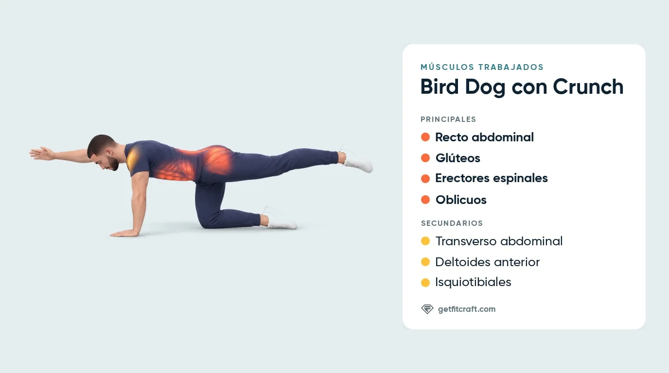 Bird dog con crunch, músculos trabajados: recto abdominal, glúteos, erectores espinales, oblicuos y músculos de apoyo