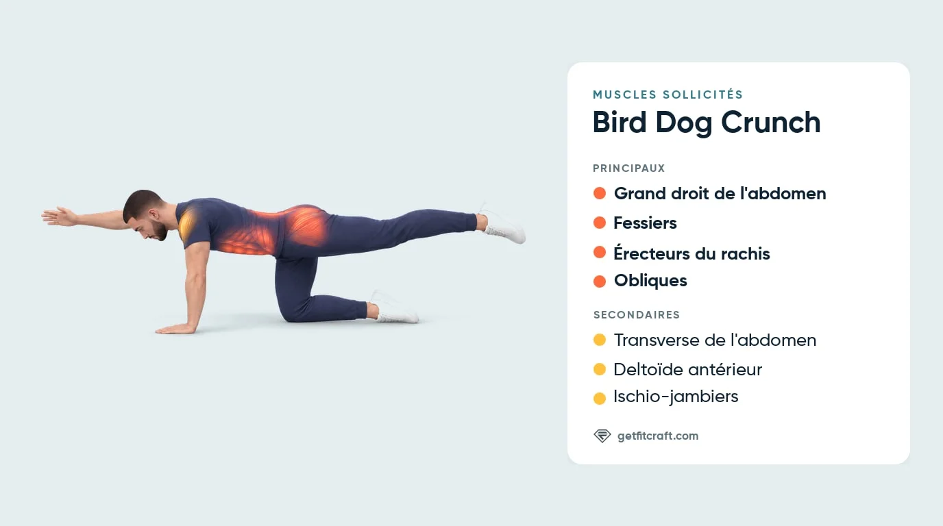 Bird dog crunch, muscles travaillés : grand droit de l'abdomen, fessiers, érecteurs du rachis, obliques et muscles d'appui