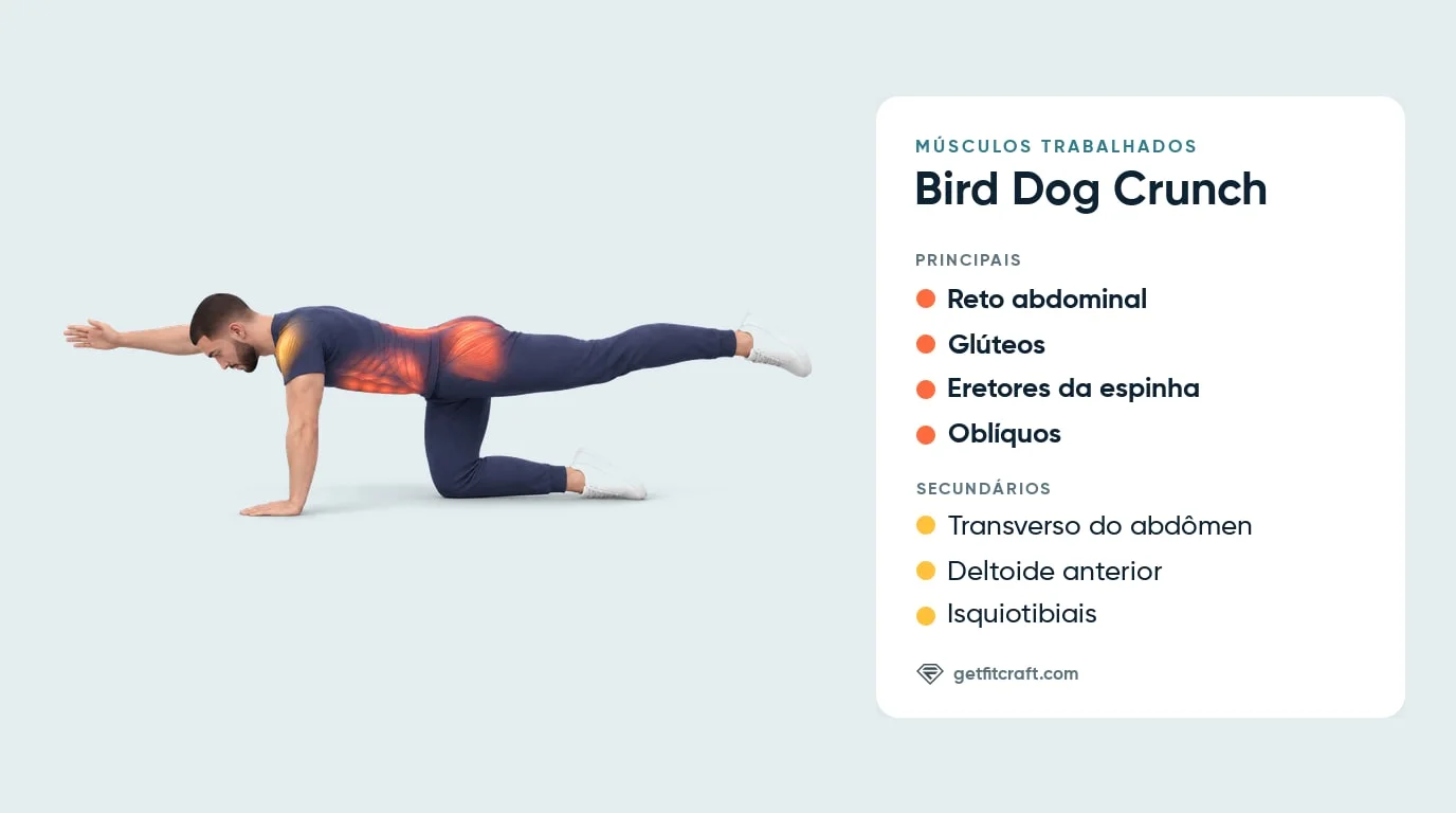 Bird dog crunch, músculos trabalhados: reto abdominal, glúteos, eretores da espinha, oblíquos e músculos de apoio