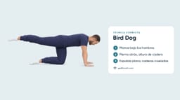 Bird Dog