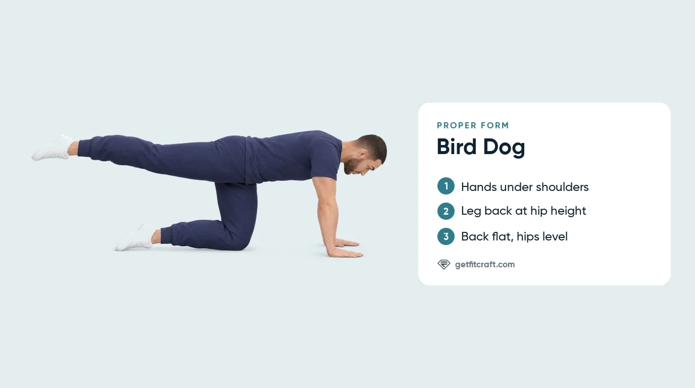 Bird dog exercise proper form for beginners: hands under shoulders, one leg reaching straight back at hip height, back flat