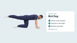 Bird Dog