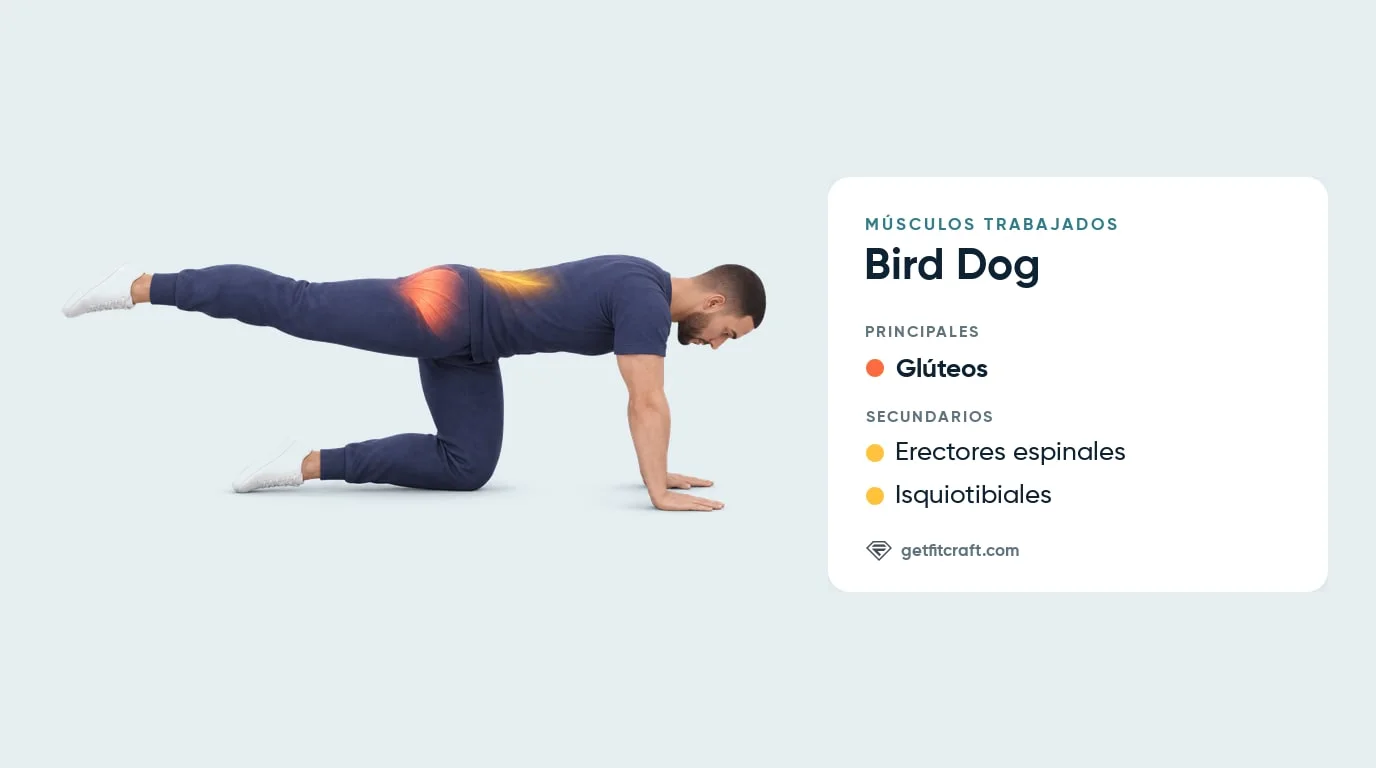 Bird dog músculos trabajados: glúteos resaltados como músculo principal y erectores espinales de apoyo, más isquiotibiales