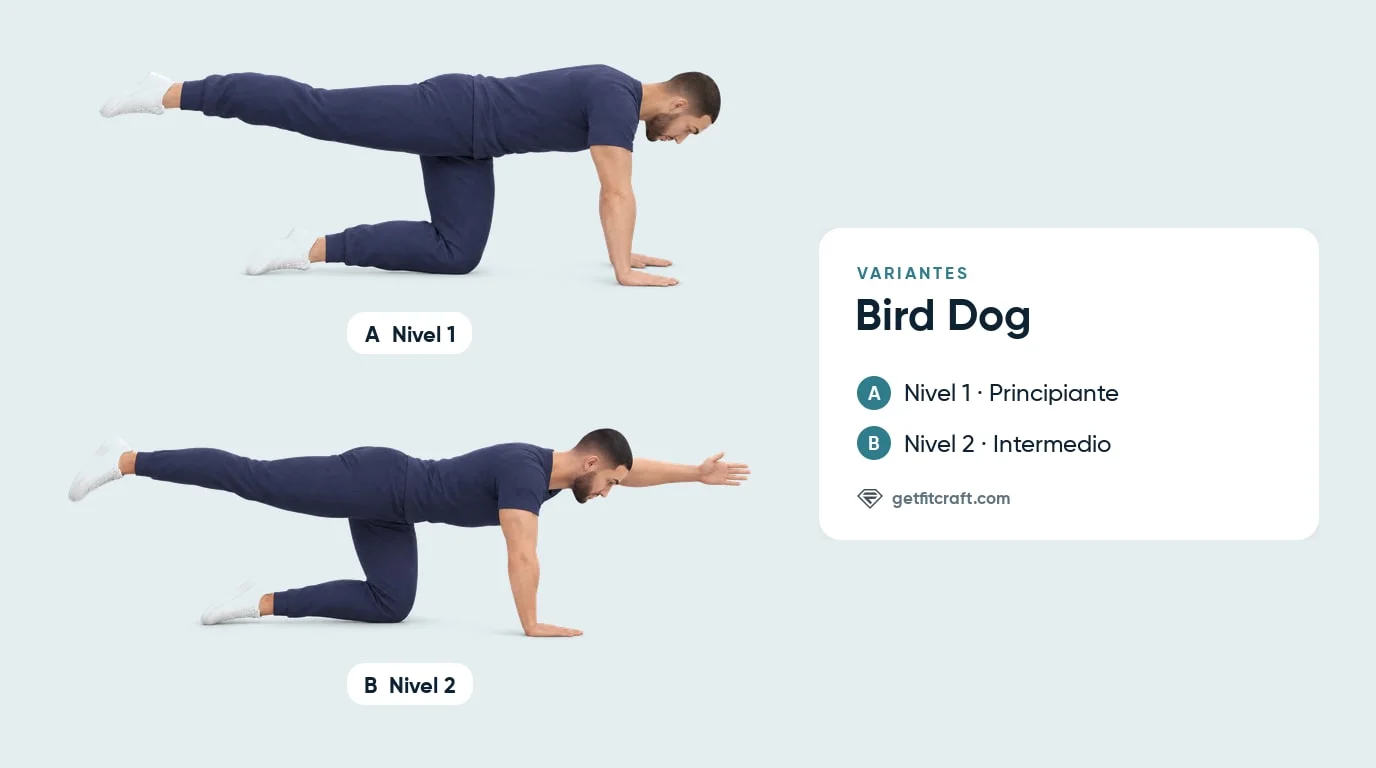 Progresión del bird dog: principiante solo con la pierna y ambas manos abajo, luego intermedio con el brazo opuesto adelante