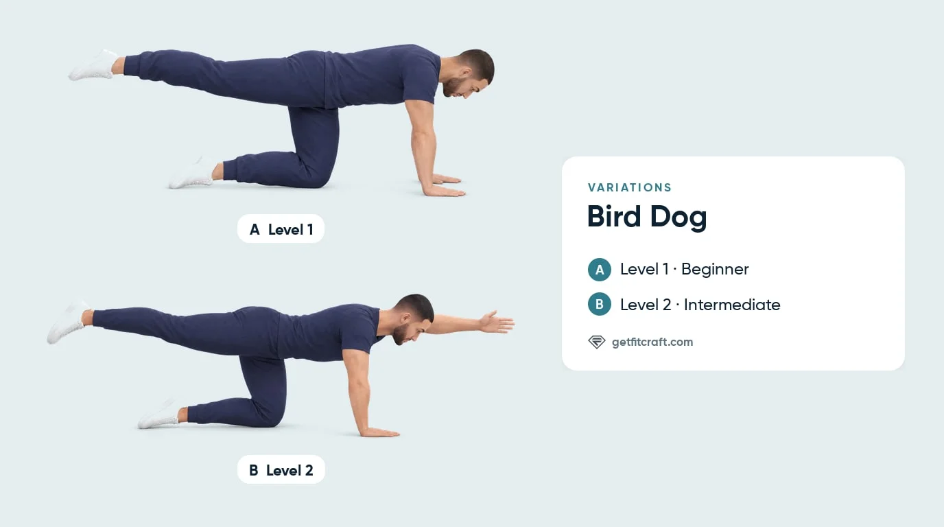 Bird dog progression: beginner leg-only version with both hands down, then intermediate with the opposite arm forward