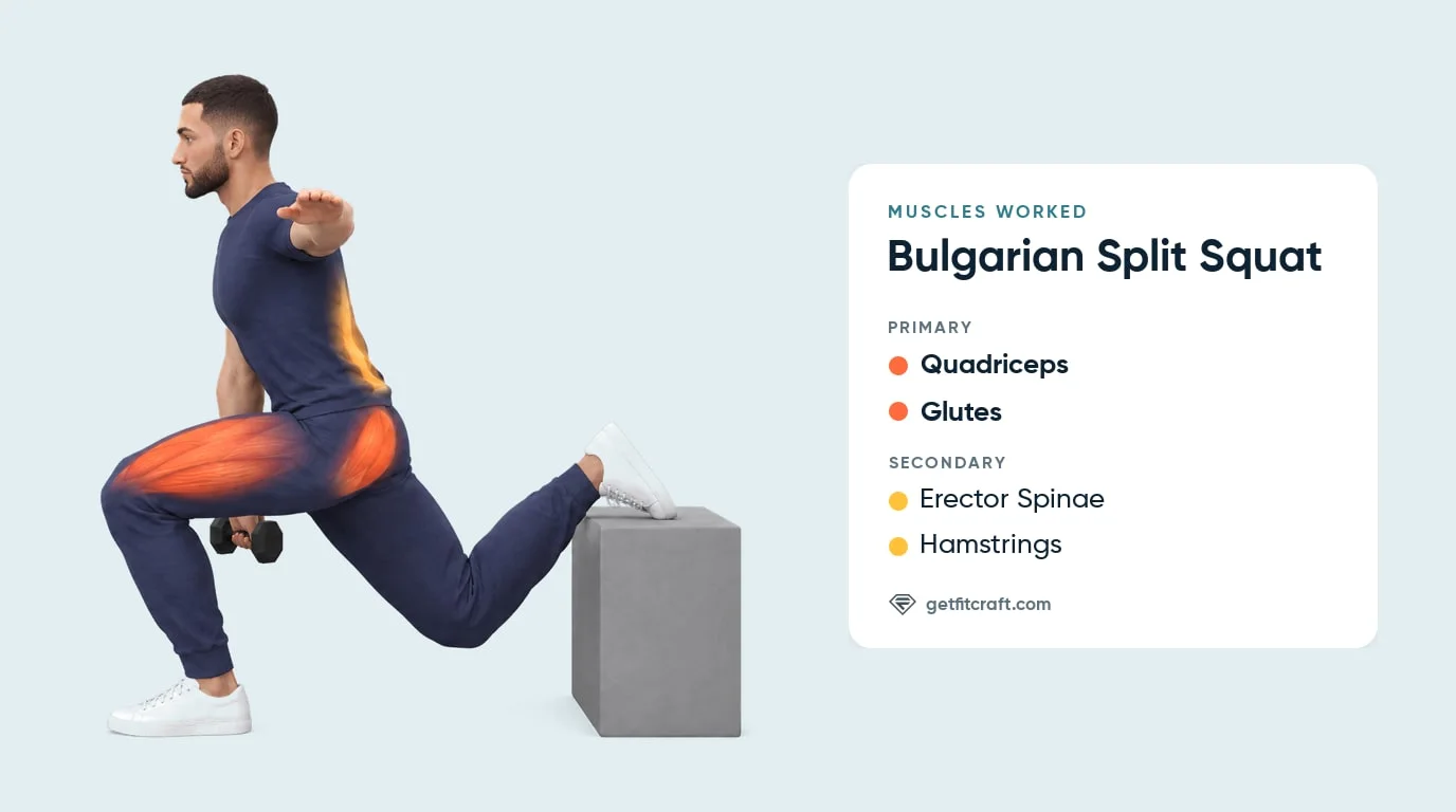 Bulgarian split squat muscles worked: quads and glutes highlighted, hamstrings and lower back secondary, rear foot on a box