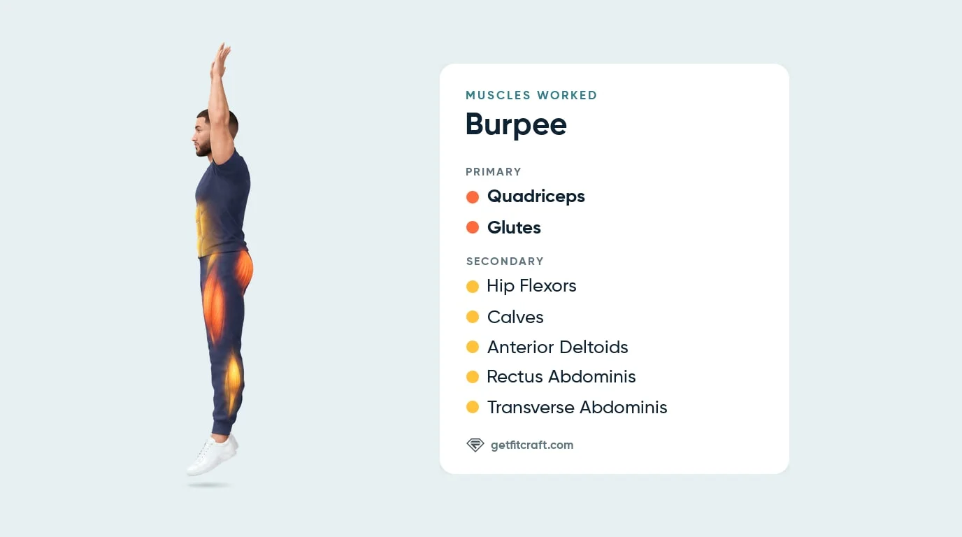 Burpees muscles worked: side view of the jump with arms overhead, quadriceps and glutes glowing most, calves and abs too