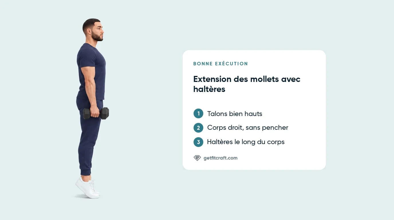 Extension des mollets avec haltères, bonne forme : corps droit, talons hauts, sans pencher, haltères le long du corps