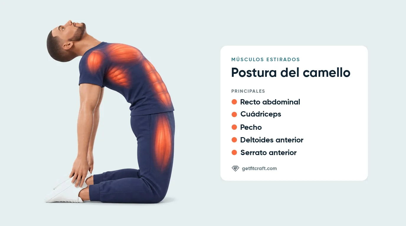 Postura del camello, músculos estirados: recto abdominal, cuádriceps, pecho, deltoides anterior y serrato anterior