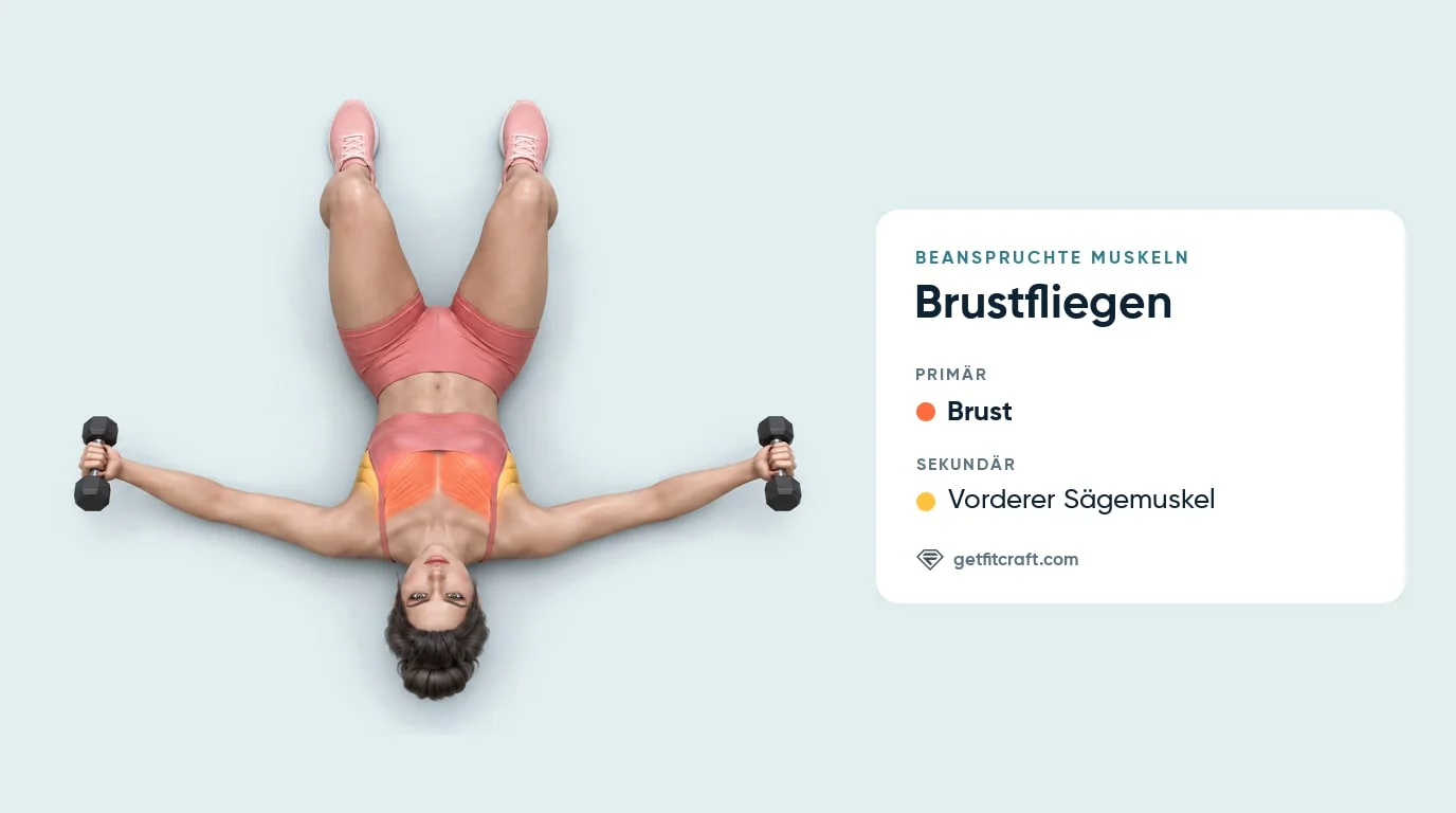 Brustfliegen, trainierte Muskeln: Brust als Hauptmuskel, vorderer Sägemuskel an den Rippen als Nebenmuskel, von oben