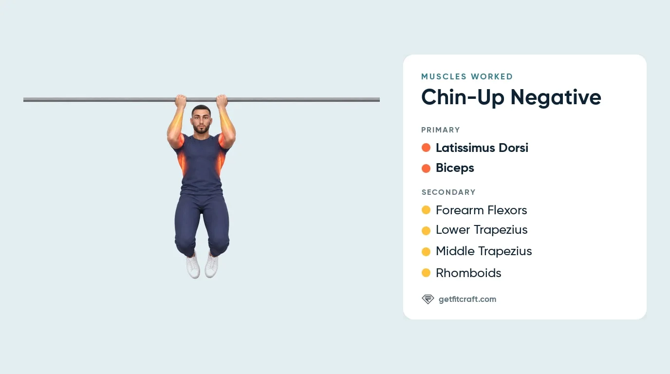 Negative chin-up muscles worked: lats and biceps highlighted, with forearm flexors, lower and middle traps and rhomboids
