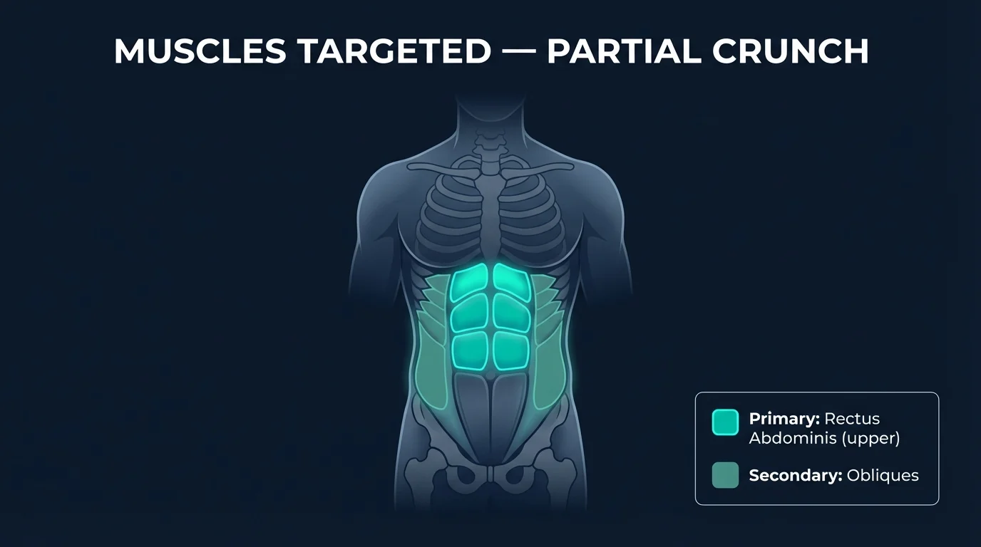 Muscles targeted by the partial crunch including rectus abdominis and obliques with activation levels