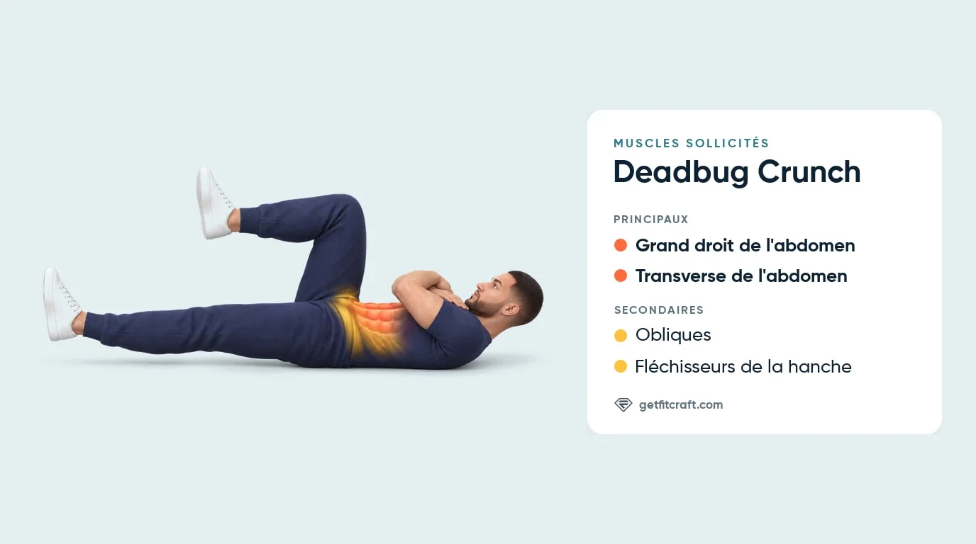 Muscles du deadbug crunch : grand droit et transverse de l'abdomen, avec obliques et fléchisseurs de la hanche, bras croisés