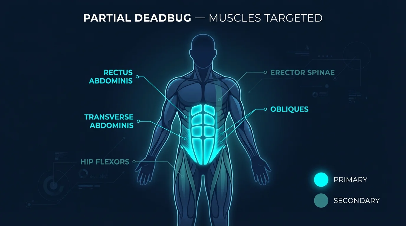 Partial deadbug muscles targeted diagram showing rectus abdominis, transverse abdominis, obliques, and hip flexors highlighted during the exercise