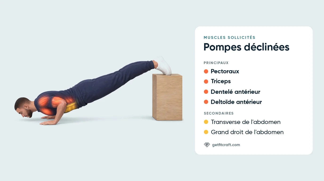 Pompes déclinées, muscles : pectoraux, triceps, dentelé antérieur, deltoïde antérieur, transverse et grand droit de l'abdomen