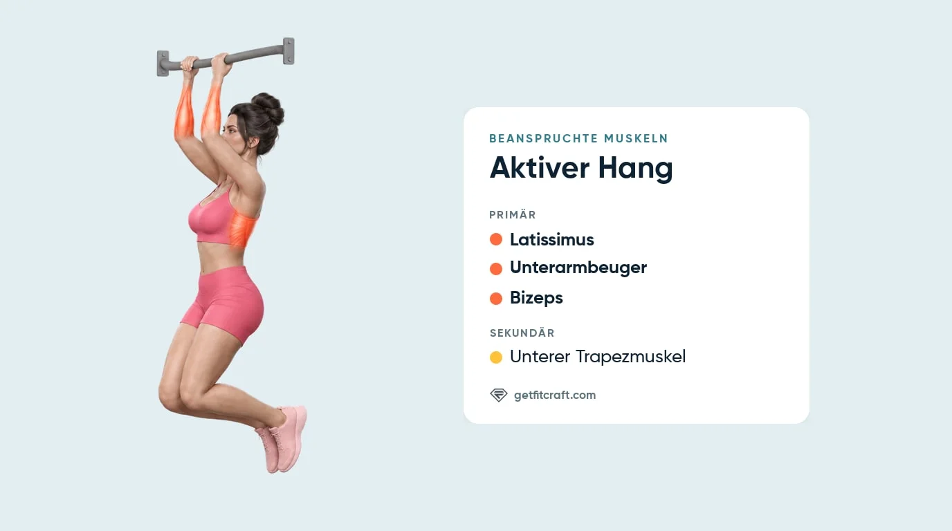 Aktiver Hang Muskeln: Latissimus, Unterarme, Bizeps hervorgehoben, unterer Trapezmuskel hilft, Ellenbogen gebeugt