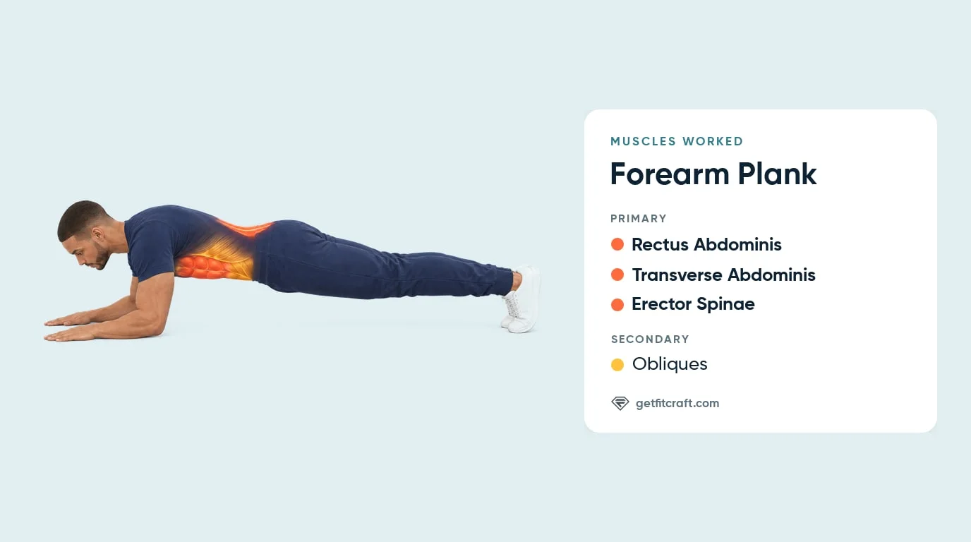 Forearm plank muscles worked: abs, deep core and spinal erectors highlighted, obliques helping, head to heels in one line