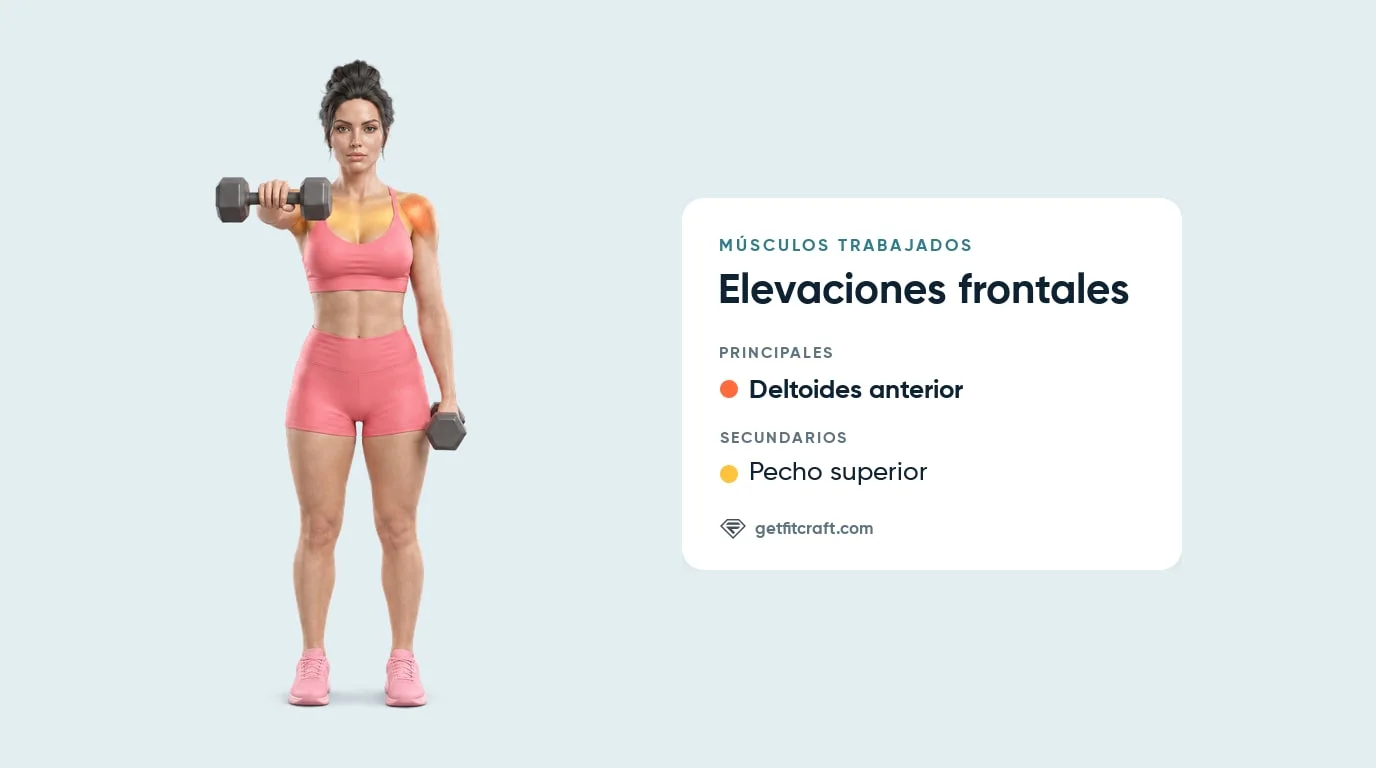 Músculos de la elevación frontal: deltoides anteriores resaltados, pecho superior ayuda, mancuerna a la altura del hombro