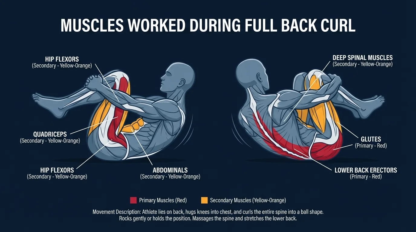 Full back curl muscles targeted diagram showing erector spinae stretched along full spinal length with hamstrings and glutes as secondary muscles during standing spinal flexion