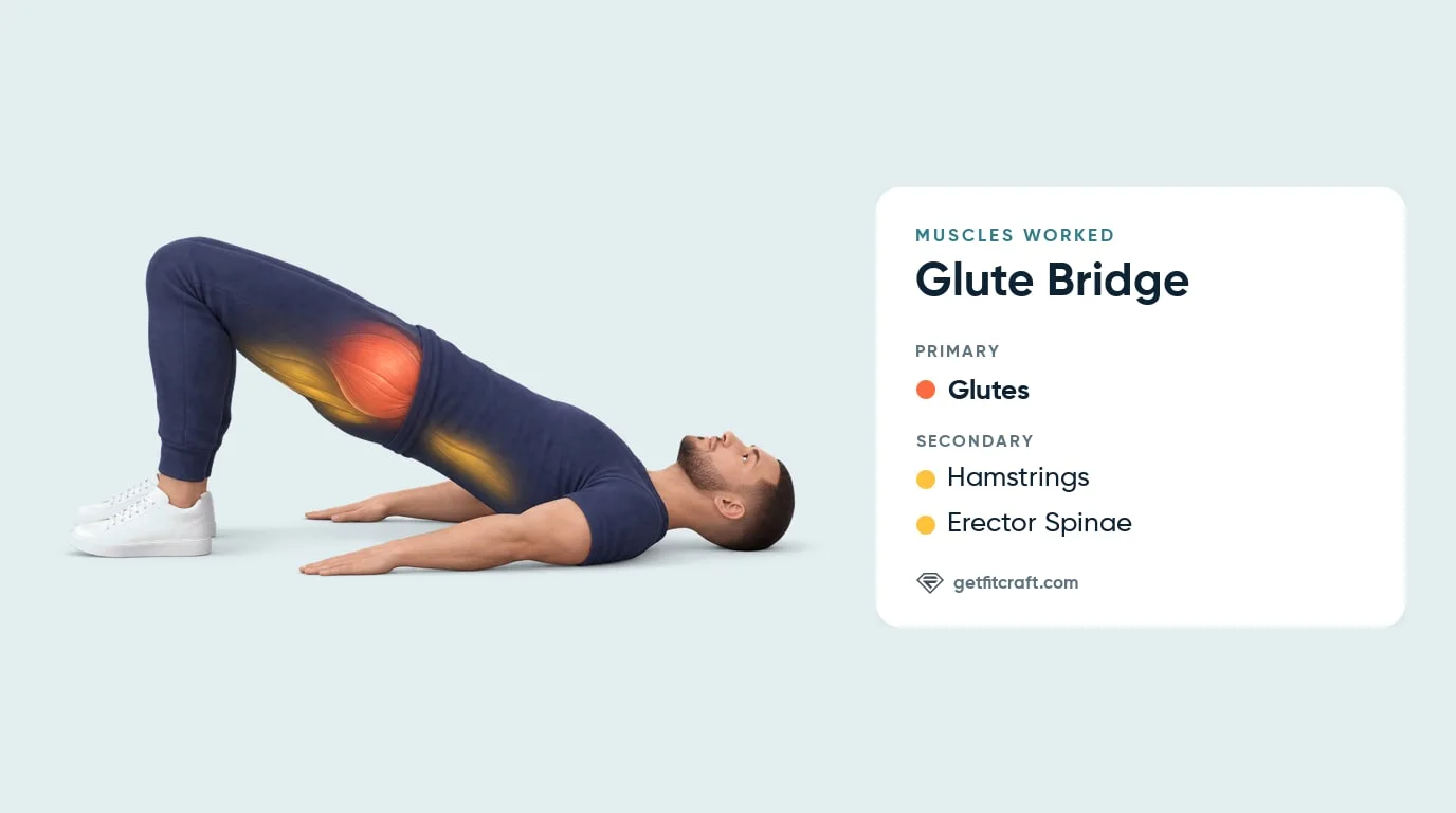 Glute bridge muscles worked: the glutes highlighted as the primary muscle, the hamstrings and erector spinae as secondary