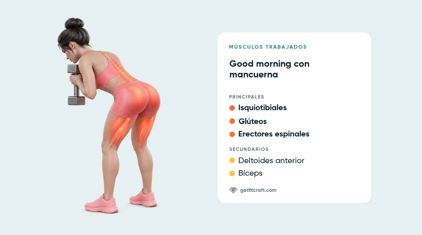 Good morning, músculos trabajados: isquiotibiales, glúteos y erectores espinales; deltoides anterior y bíceps ayudan