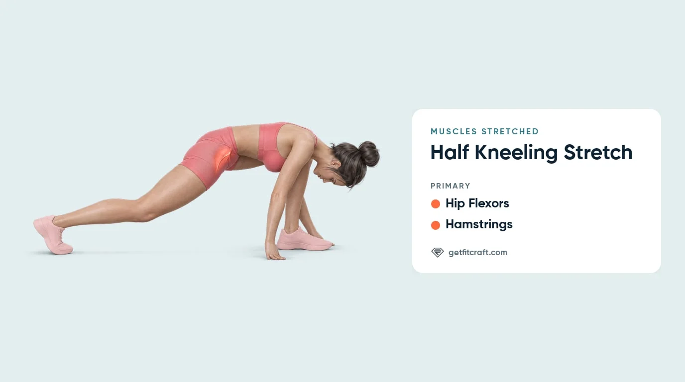 Half kneeling stretch muscles stretched: hip flexors glow at the front of the back hip, with the hamstrings also listed