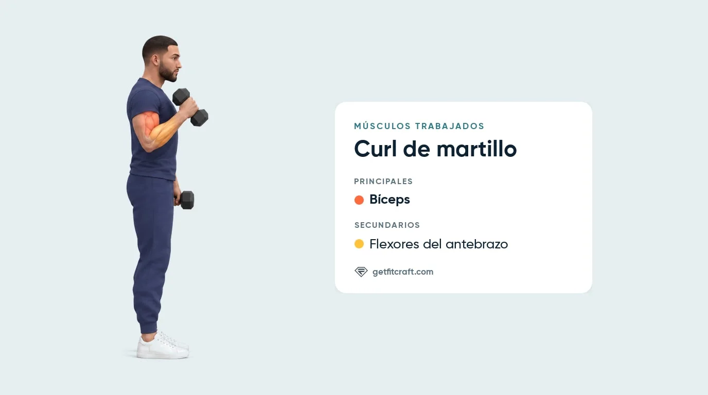 Curl de martillo, músculos trabajados: bíceps resaltado, flexores del antebrazo ayudando, vista lateral con mancuerna