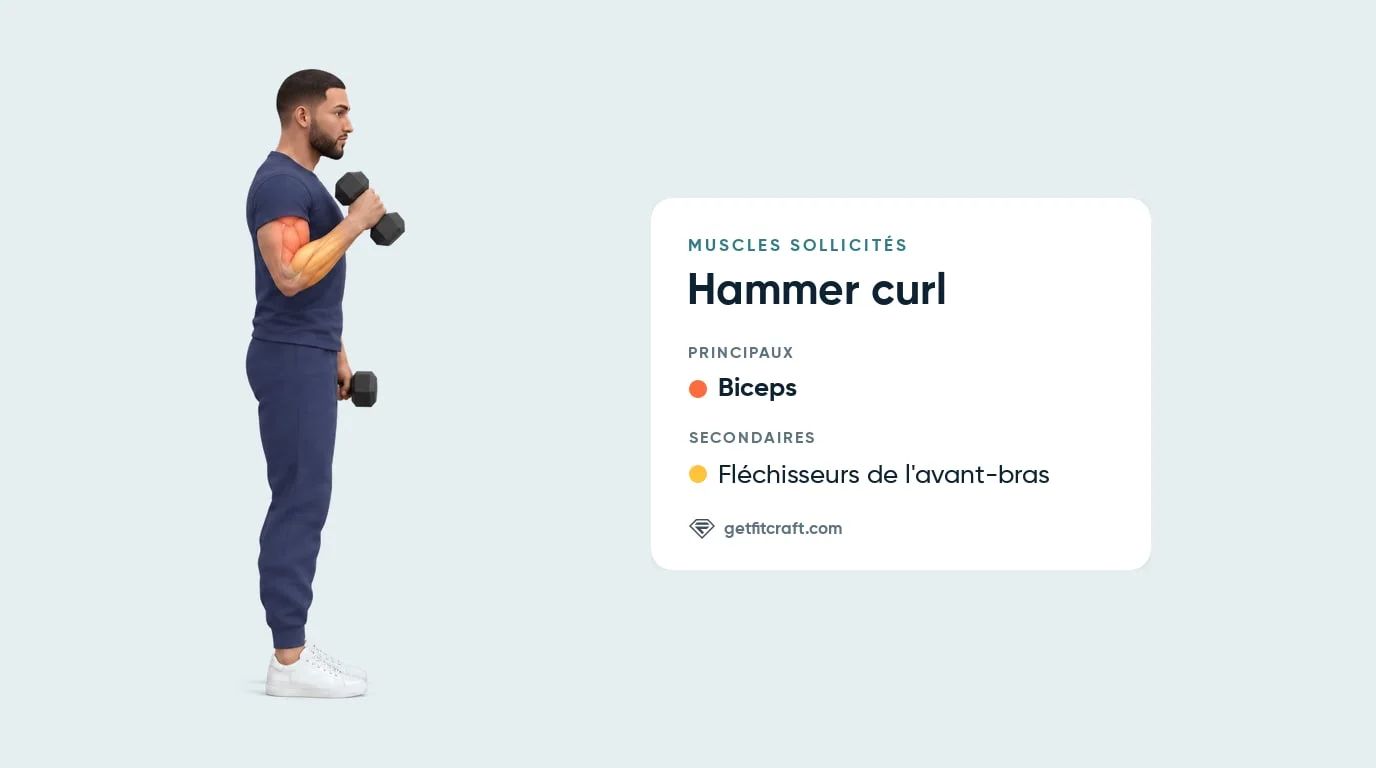 Hammer curl, muscles travaillés : biceps en évidence, fléchisseurs de l'avant-bras en renfort, vue de côté, haltère en haut