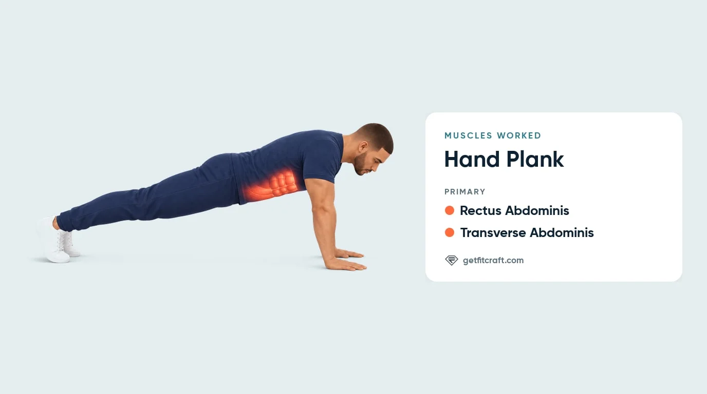 Hand plank muscles worked: the rectus abdominis and transverse abdominis highlighted on a straight-arm plank
