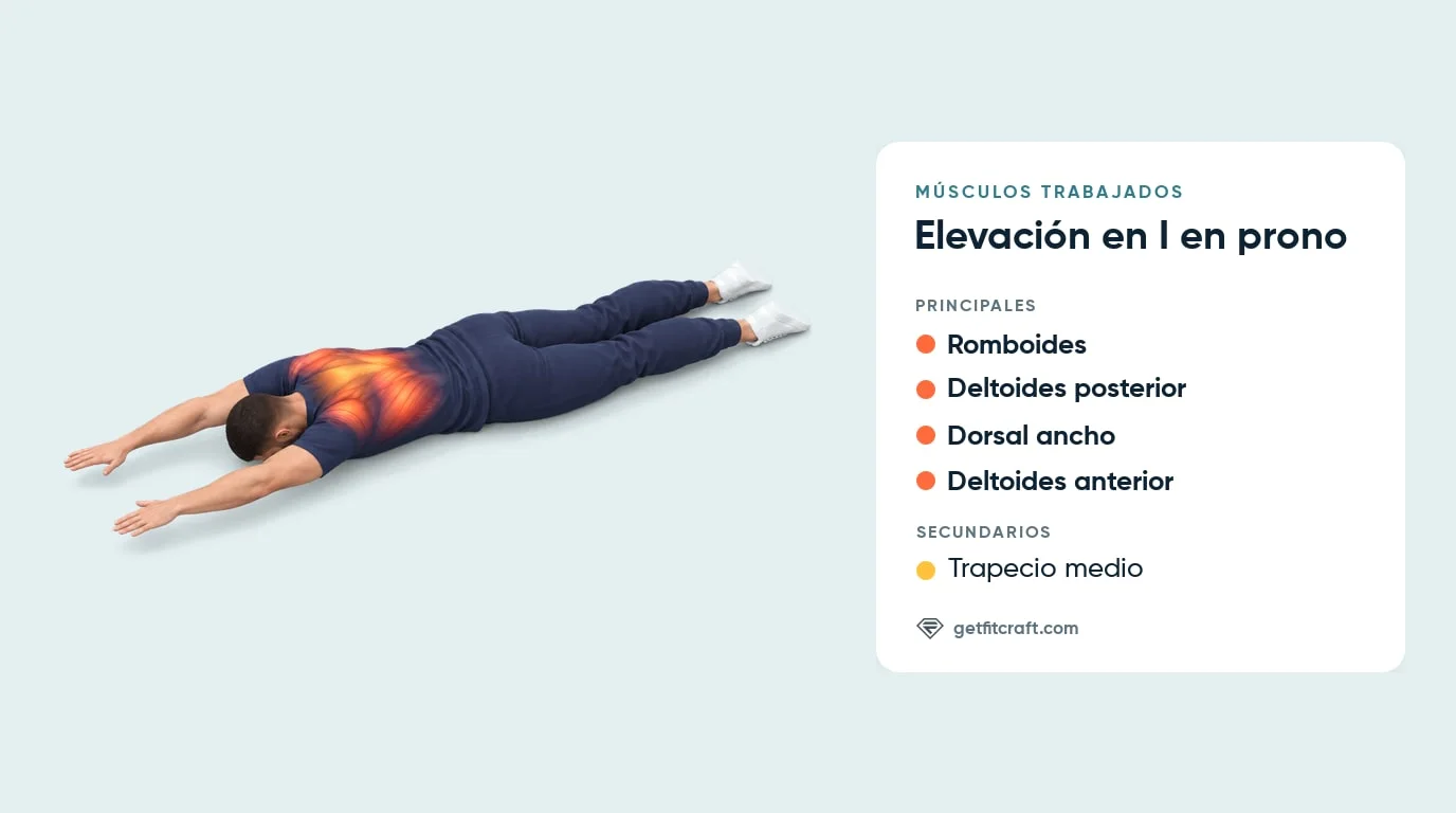 Elevación en I en prono: romboides, deltoides posteriores, dorsal ancho, deltoides anteriores, con ayuda del trapecio medio