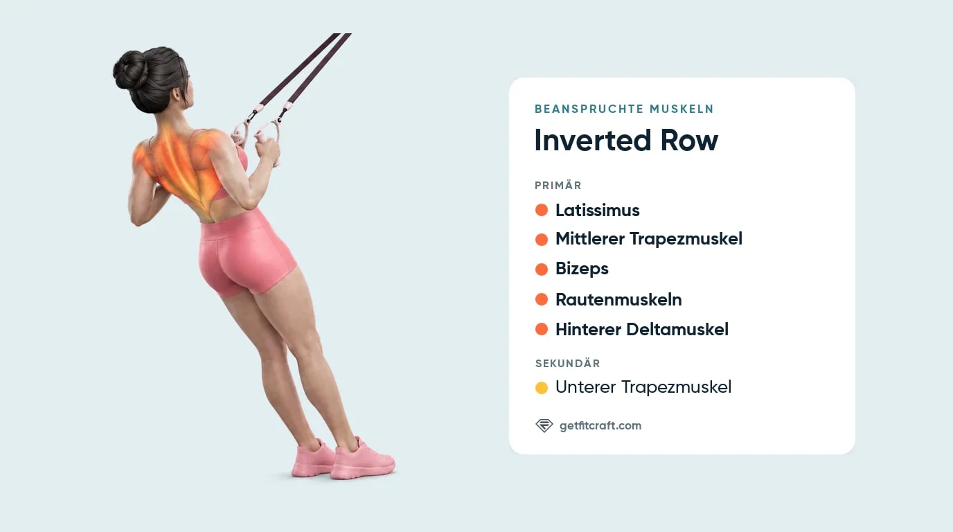 Inverted Row beanspruchte Muskeln: Latissimus, mittlerer Trapez, Bizeps, Rauten- und hintere Deltamuskeln, Rückansicht