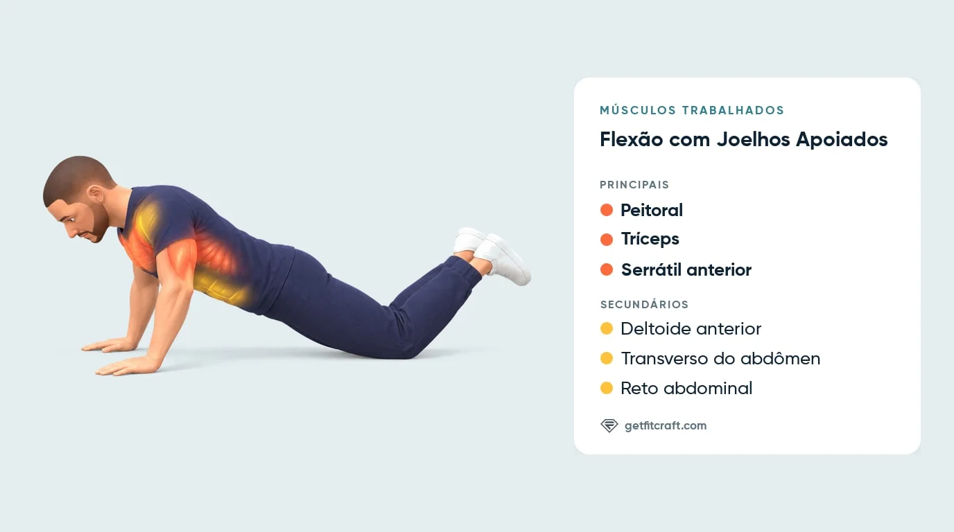 Músculos da flexão com os joelhos apoiados: peitoral, tríceps e serrátil anterior, com deltoide anterior e abdominais