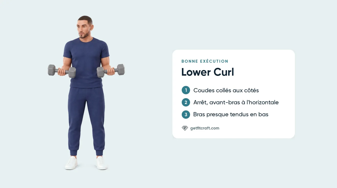 Lower curl, bonne exécution : bras tendus avec les haltères près des cuisses, puis monté jusqu'aux avant-bras à l'horizontale