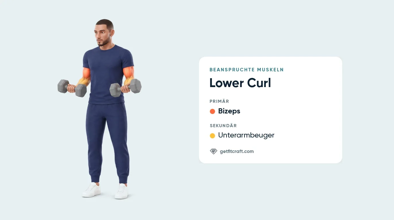 Lower Curl, beanspruchte Muskeln: Bizeps als Hauptmuskel, Unterarmbeuger als Hilfsmuskel, Unterarme waagerecht