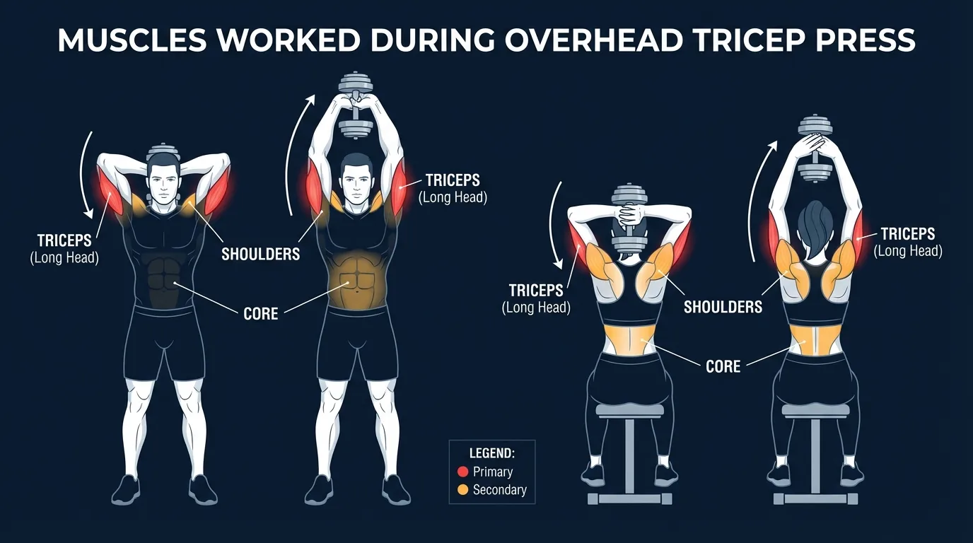 Overhead tricep press muscles targeted diagram showing all three heads of the triceps brachii (long head, lateral head, medial head) highlighted as primary movers with anconeus and core stabilizers as secondary