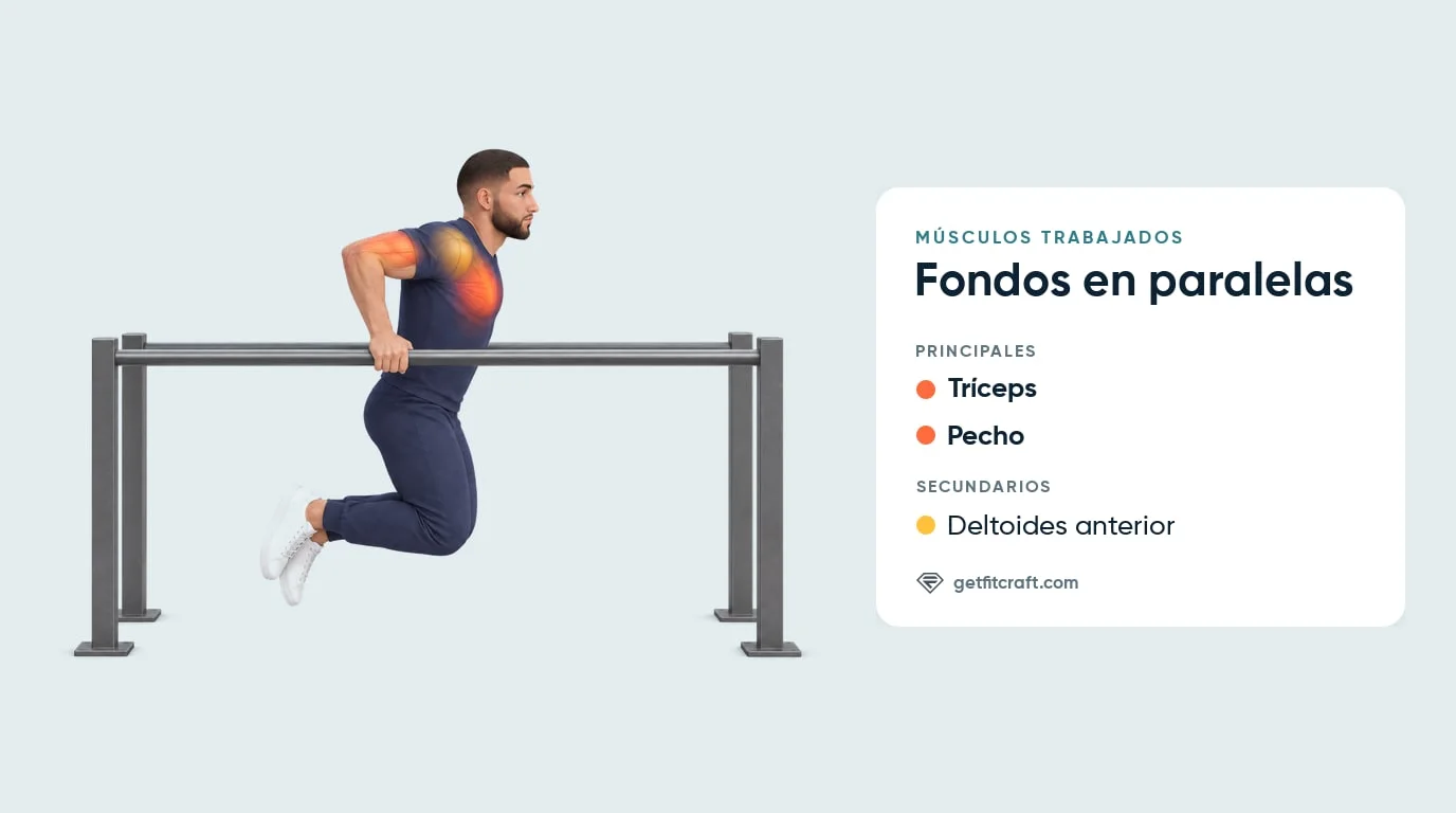 Músculos trabajados en los fondos en paralelas: tríceps y pecho principales, deltoides anterior secundario, vista lateral