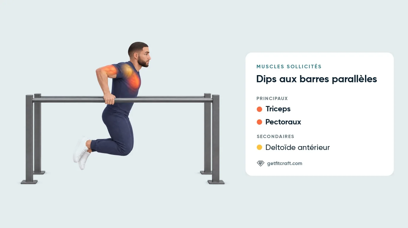 Muscles des dips aux barres parallèles : triceps et pectoraux principaux, deltoïde antérieur secondaire, vue de profil