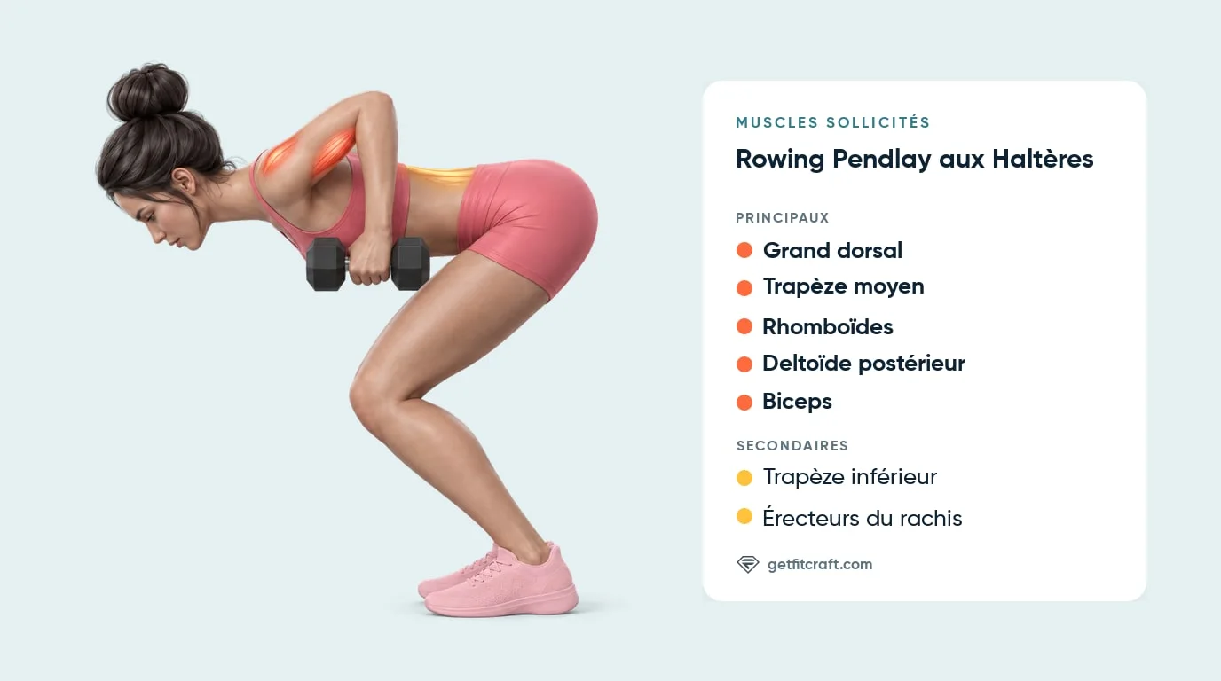 Rowing Pendlay, muscles travaillés : grand dorsal, trapèze moyen, rhomboïdes, deltoïde postérieur et biceps, dos plat