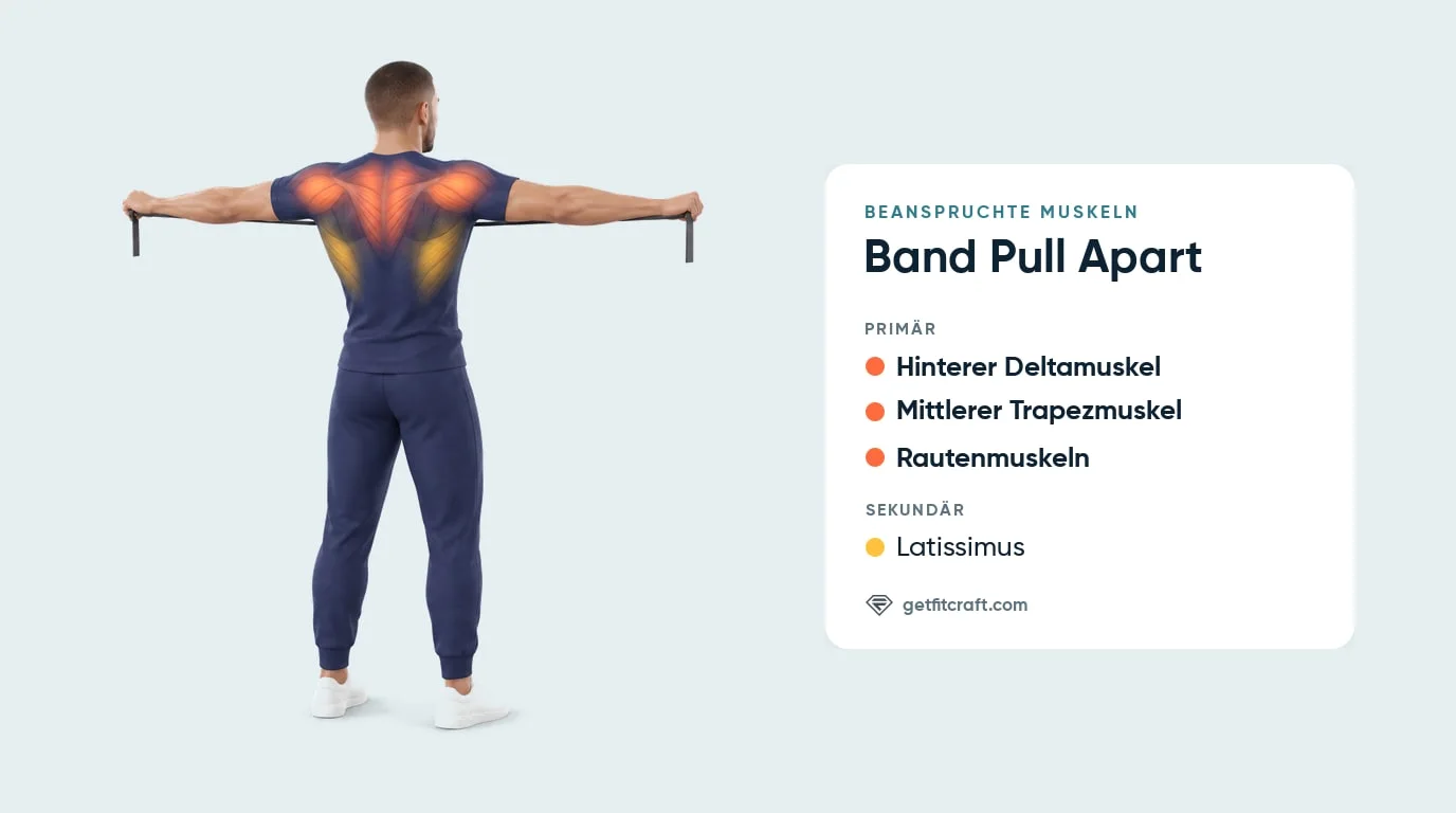 Band Pull Aparts Muskeln: hintere Schulter, mittlerer Trapez und Rautenmuskeln markiert, Latissimus hilft, Band im T