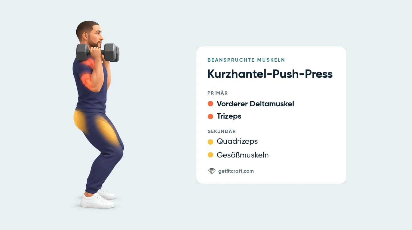 Push Press, beanspruchte Muskeln: vorderer Deltamuskel und Trizeps primär, Quadrizeps und Gesäßmuskeln sekundär