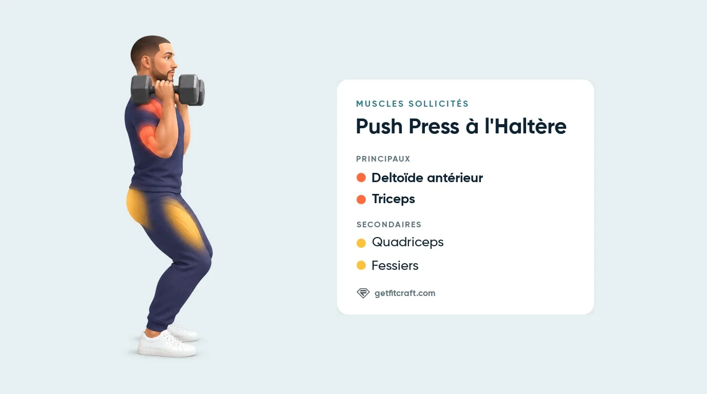 Muscles travaillés par le push press : deltoïde antérieur et triceps en principal, quadriceps et fessiers en secondaire