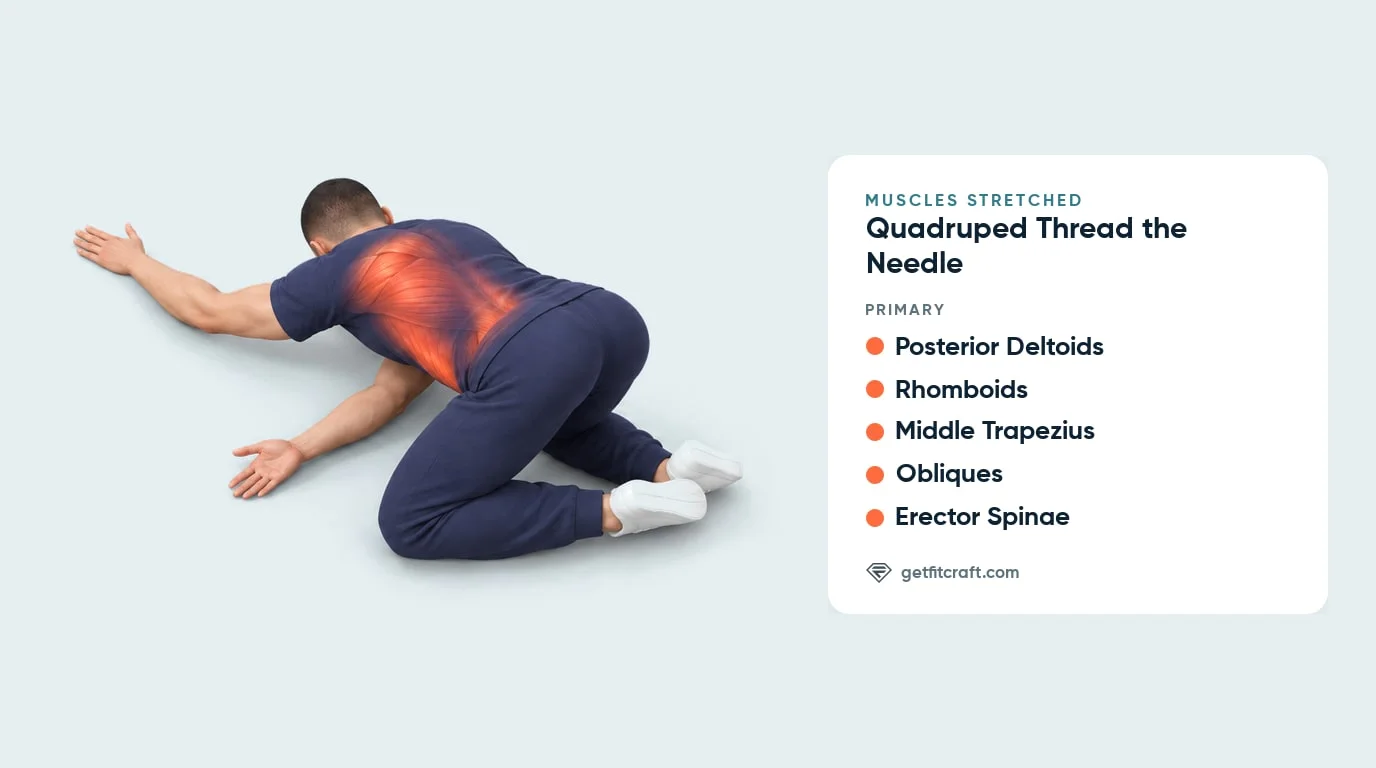 Quadruped thread the needle muscles stretched: posterior deltoids, rhomboids, middle trapezius, obliques and erector spinae
