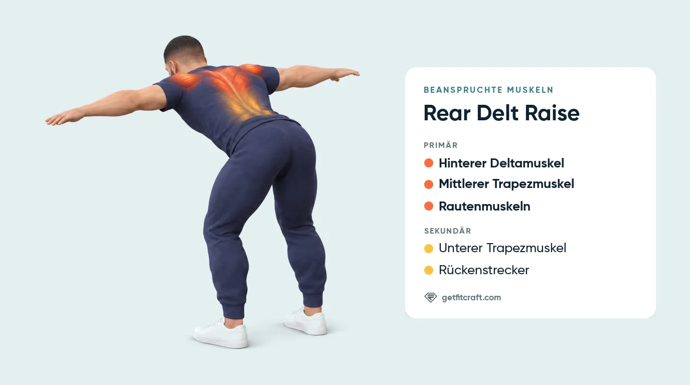Rear Delt Raise, Muskeln: hintere Deltamuskeln, mittlerer Trapezmuskel, Rautenmuskeln; unterer Trapezmuskel, Rückenstrecker