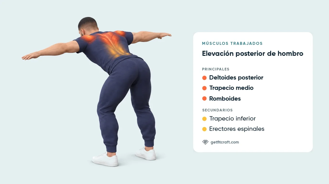 Elevación posterior, músculos: deltoides posteriores, trapecio medio, romboides; trapecio inferior, erectores espinales